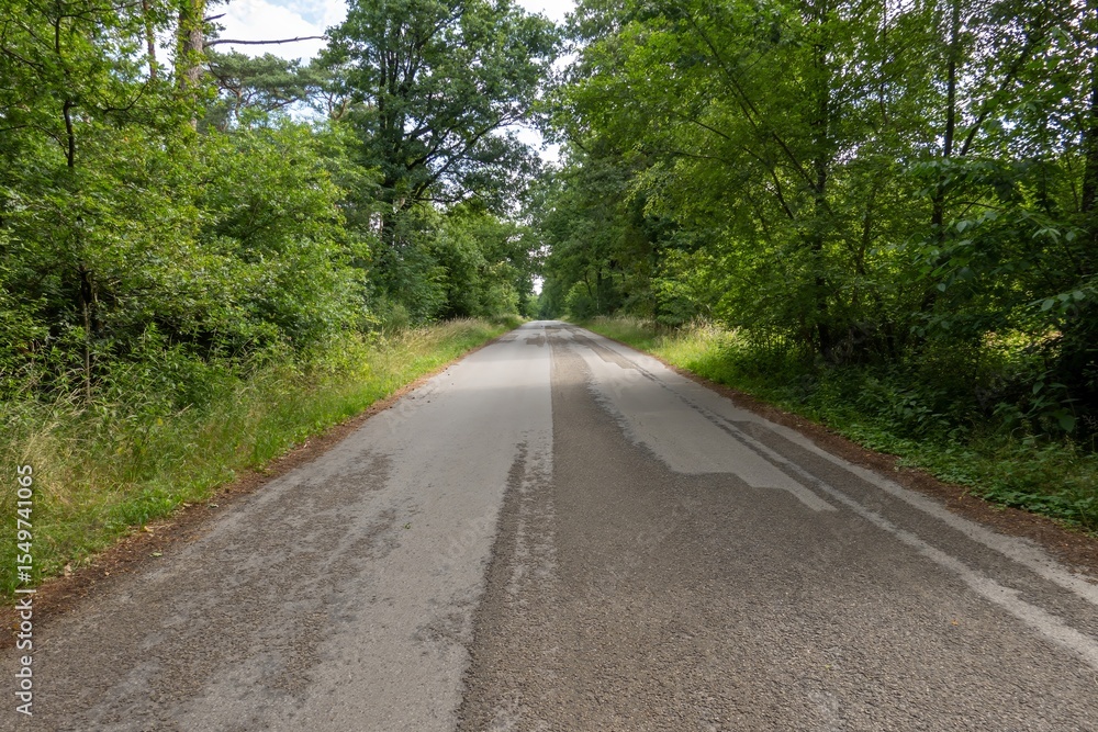 Fototapeta premium Deteriorating asphalt road leading into lush forest canopy