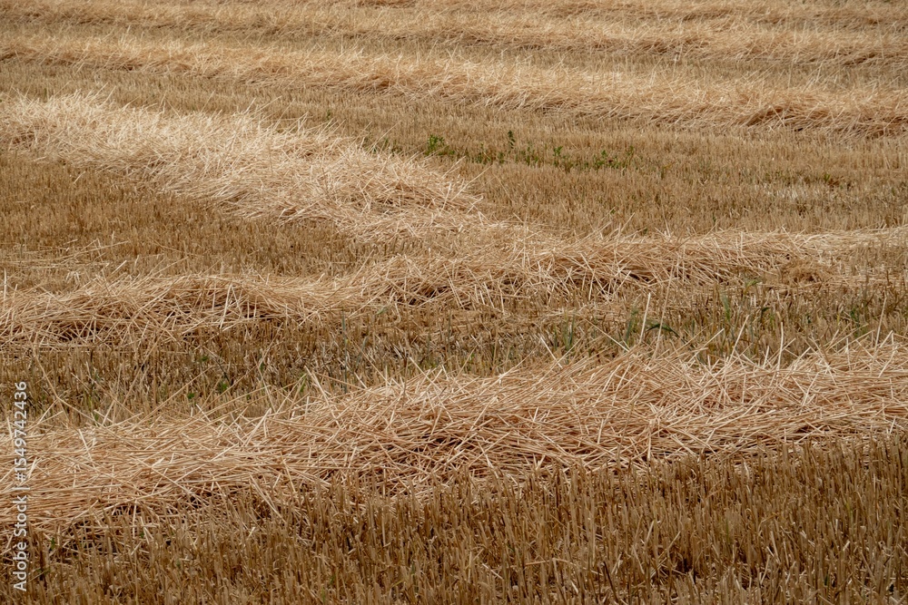 Fototapeta premium Harvested wheat field creating lines of straw in rural landscape
