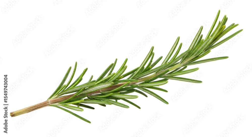 Fototapeta premium Isolated Rosemary Sprig