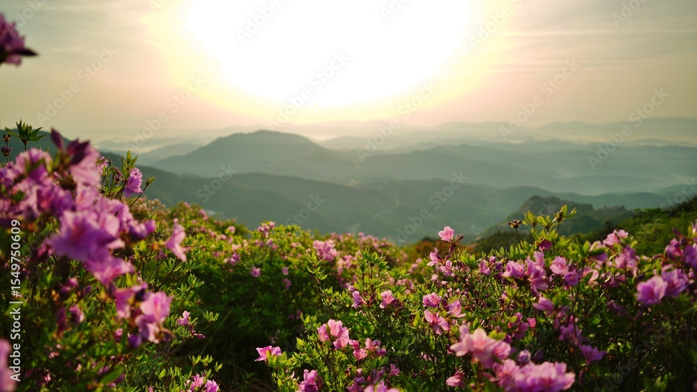 Beautifully blooming Hwangmaesan Mountain scenery Beautifully blooming Hwangmaesan Mountain scenery