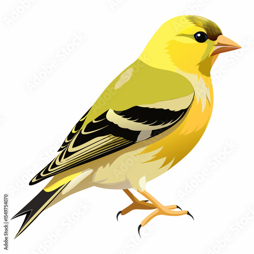 Eastern American Goldfinch Vector Illustration – Bright Yellow Finch with Black Wings and Cap