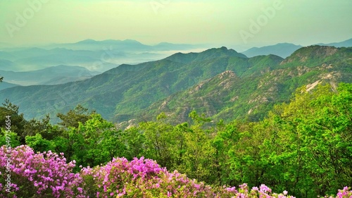 Beautifully blooming Hwangmaesan scenery