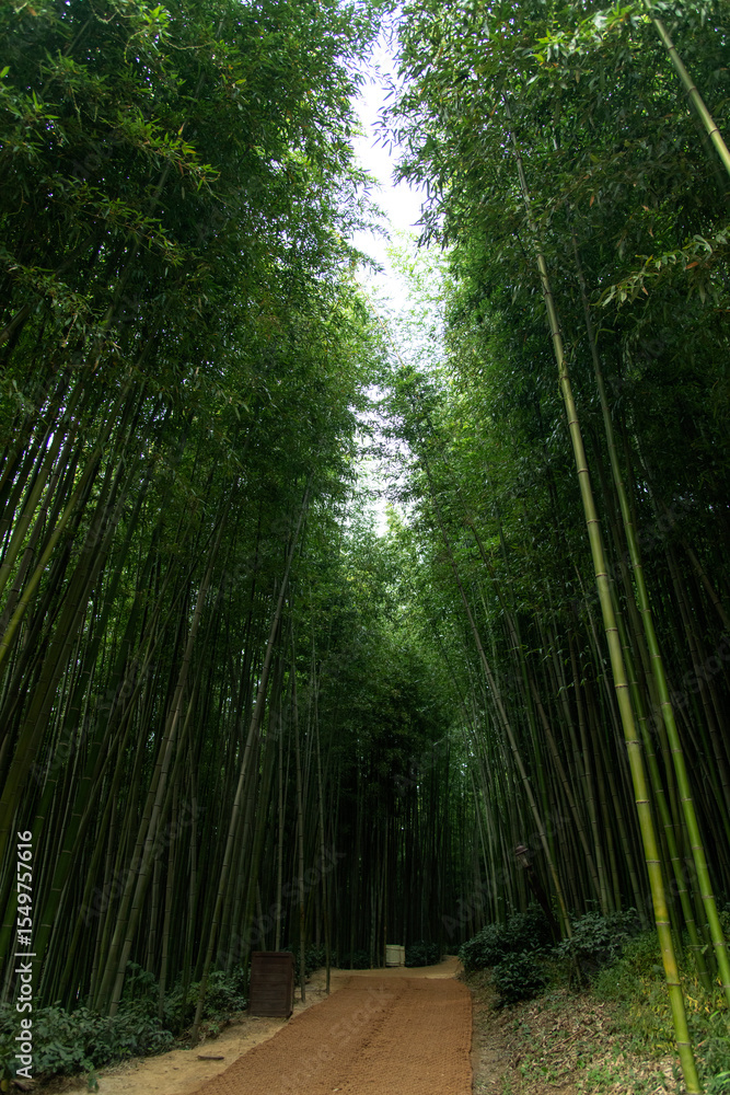 Fototapeta premium walkway in the bamboo forest