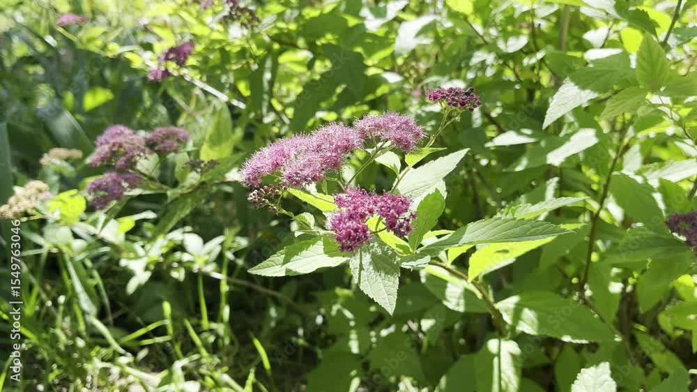 Close-up of a vibrant pink Spiraea bush in full bloom with lush green leaves Close-up of a vibrant pink Spiraea bush in full bloom with lush green leaves