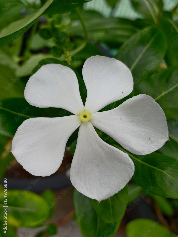 Obraz premium white frangipani flower