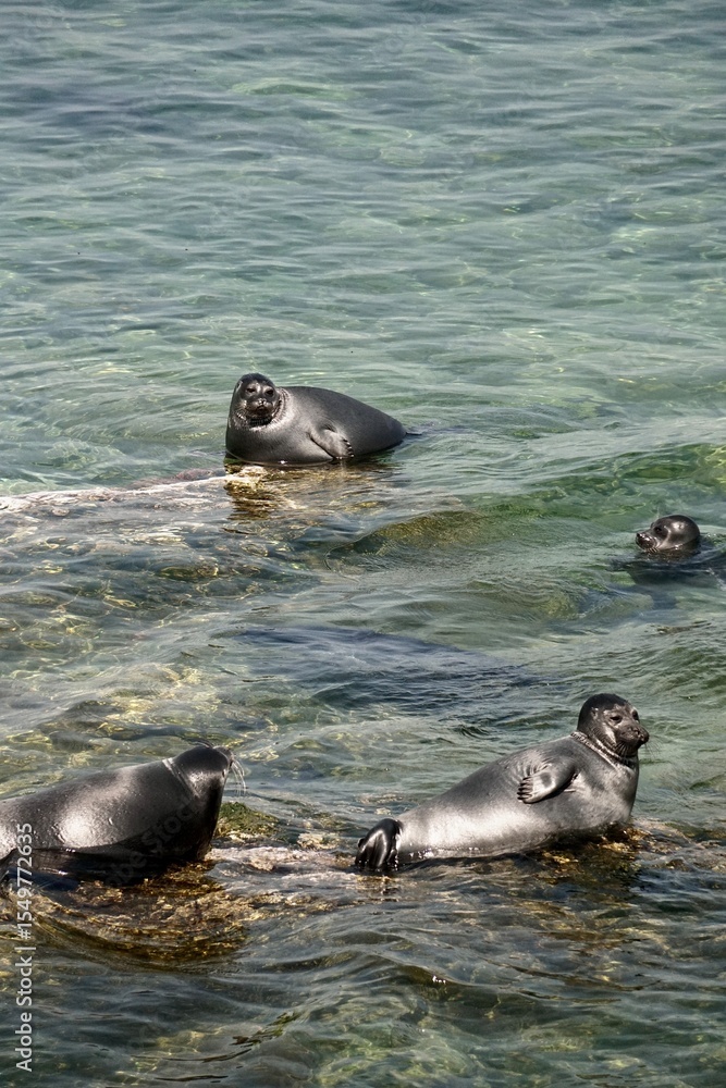 Fototapeta premium Байка́льская не́рпа, байкальский тюлень, Pusa sibirica, Baikal seal on the rocks
