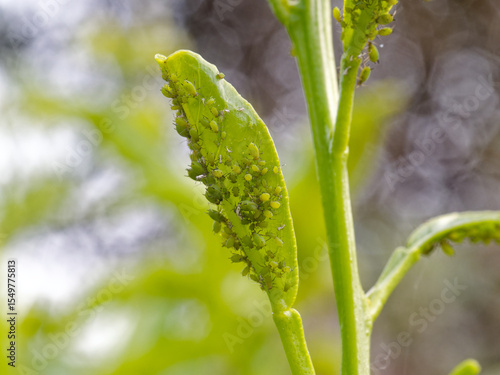 Close-up macro of green plant stem and leaves heavily infested with colony of small green aphids. Garden pest damage in natural outdoor setting.