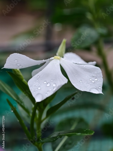 water drops on a leaf