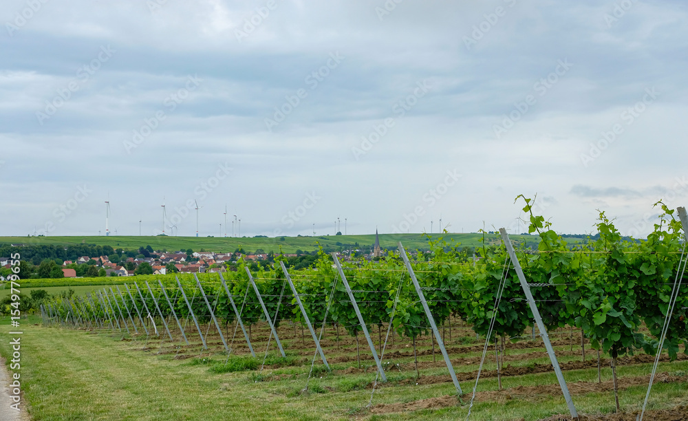 Obraz premium Riesling grape plantation. Saulheim, Rhineland-Palatinate, Germany in distance. The grapes for the Fürst Von Metternich Riesling Sekt sparkling wine grow in this vineyard. 