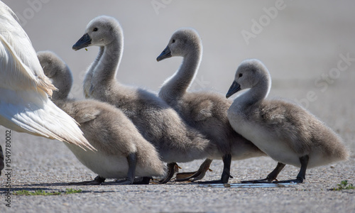 Mute swan (Cygnus cygnus) chicks following their parents while crossing a paved road. Young waterfowl crossing road. Birds following their parents.