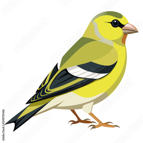 Carduelis Citrinella Vector Illustration – Alpine Citril Finch with Yellow Breast and Grey Head