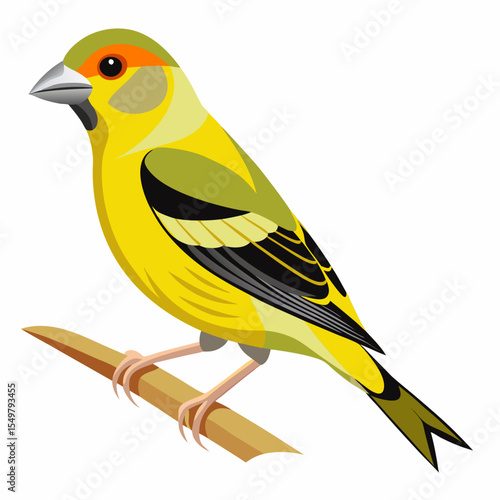 Carduelis Citrinella Vector Illustration – Mountain Finch with Subtle Green and Grey Feathers