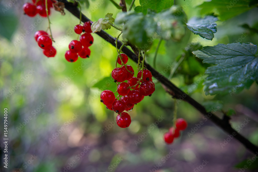 Red currant on the bush – macro shot Red currant on the bush – macro shot