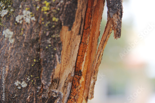 Tronco de árbol que ha sido despojado de su corteza