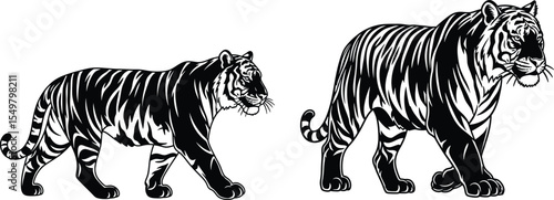 Detailed Illustration Two Tigers Walking Side by Side, Wildlife