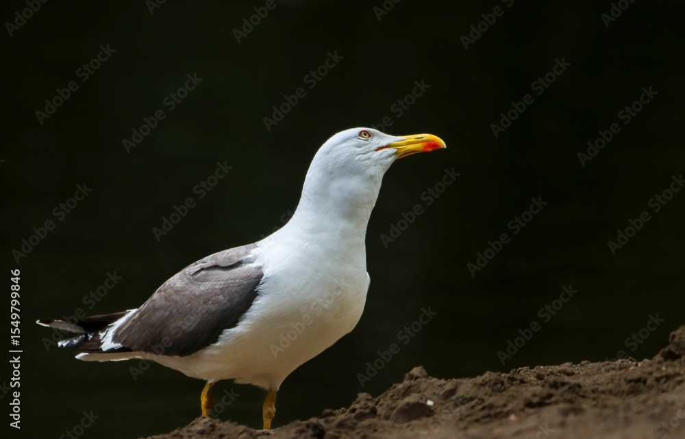 Obraz premium Seagull on Sandy Shore