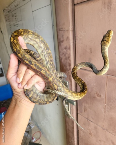 snake in the hand