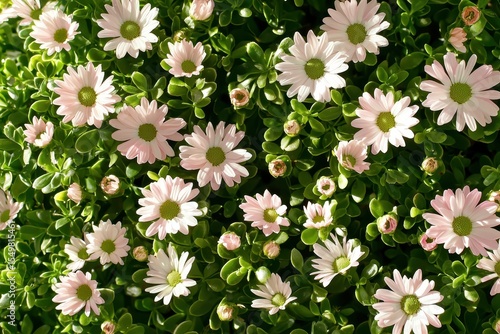 Soft Pink Flowers with Green Foliage in Natural Garden Setting