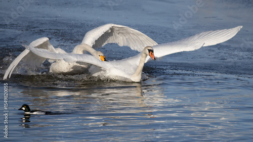 Mute swan and whooper swan