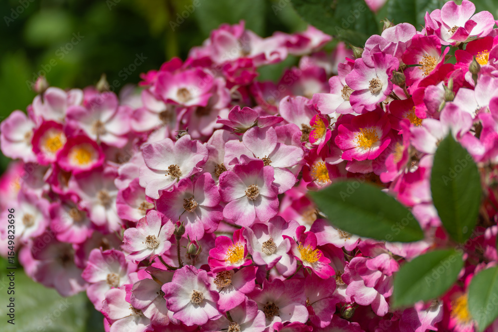 Pink-White Flowers. A shrub with numerous small pink-white flowers that glow in the sunlight. The colors are vibrant and rich in contrast. Pink-White Flowers. A shrub with numerous small pink-white flowers that glow in the sunlight. The colors are vibrant and rich in contrast.