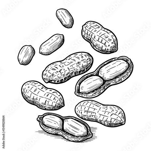 Multiple Scattered Peanuts Falling or Floating Black and White Outline Line Art Drawing Food Graphic Element