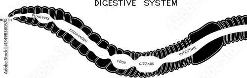 Scheme of digestive system of earthworm for biology lesson