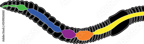 Scheme of digestive system of earthworm for biology lesson