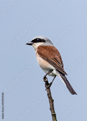 A common shrike sitting on a top of a branch