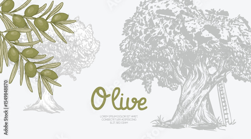 Olives banner. Green olive branches and olive tree made in sketch hand drawn style. Best for extra virgin oil label and cosmetics. Vector retro vintage illustrations.