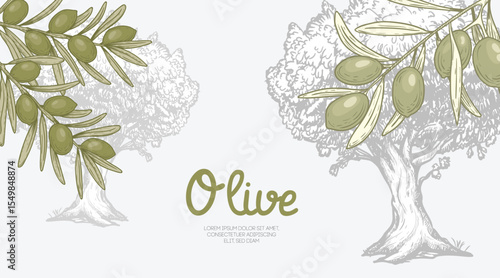 Olives background. Green olive branches and olive tree. Sketch hand drawn retro style. Extra virgin oil banner. Vector illustrations.