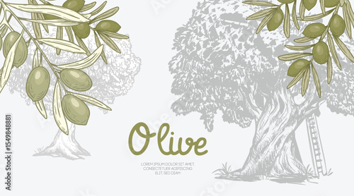 Olives background. Green olive branches and olive tree. Sketch hand drawn retro style. Extra virgin oil banner. Vector illustrations.