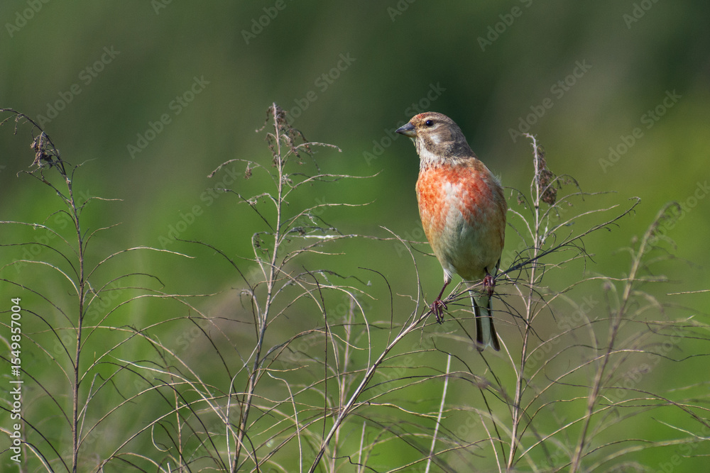 linnet in the grass linnet in the grass