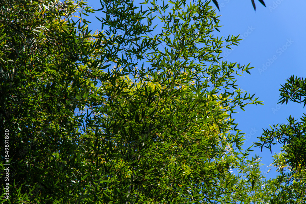 Fototapeta premium low-angle view of the bamboo trees