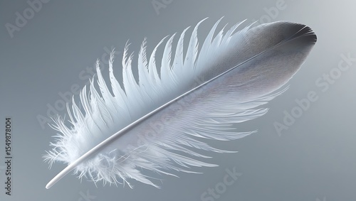 A beautiful feather