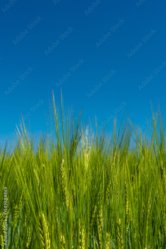 Obraz premium Cover page with beautiful farm landscape with green wheat field in closeup, Summer, at sunny day and blue clean sky. Copy space.