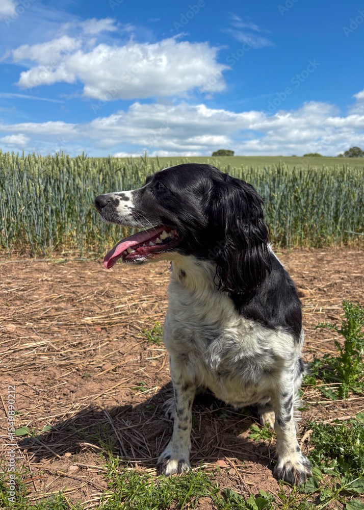 Female Springer Spaniel sitting down and panting Female Springer Spaniel sitting down and panting