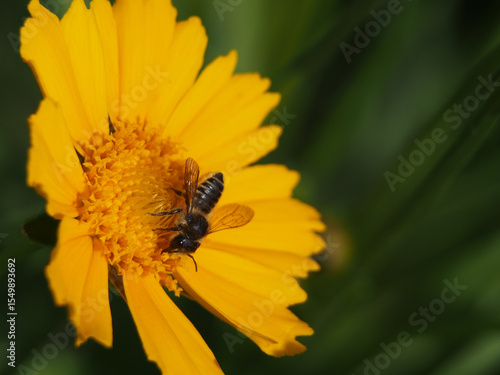 Close-up of a willughby’s leaf-cutter bee (megachile willughbiella) collecting pollen of a coreopsis lanceolate L.