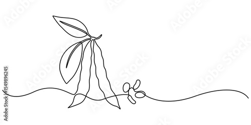 Fava beans continuous one line art drawing organic fava beans, pro vector illustration isolated on white background. beans vector pattern for vegan, One line drawing coffee beans, minimalist style.
