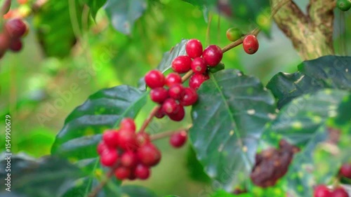 red coffee berries on a bush