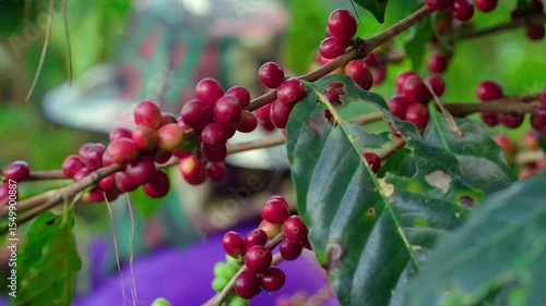 red coffee berries on a tree