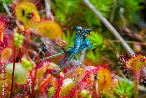 Azuurwaterjuffer Gevangen door Zonnedauw - Azure Damselfly Trapped by Sundew