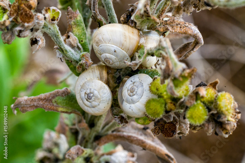 Bloeiende eenstijlige meidoorn (Crataegus monogyna), Flowering Common Hawthorn (Crataegus monogyna)