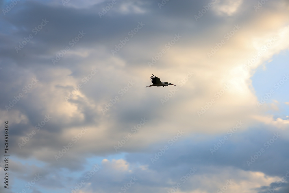Fototapeta premium A lone bird in flight against a changing sky with dramatic clouds illuminated by soft sunlight symbolizes freedom and space.