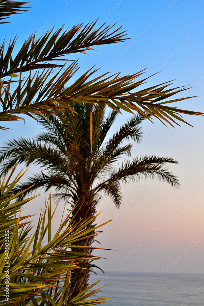 Fototapeta premium palm trees at sunset