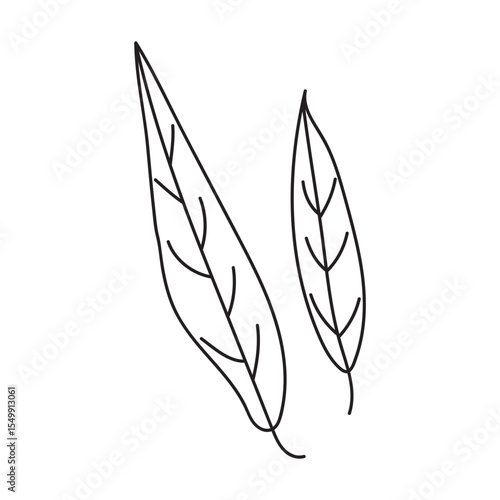 willow leaf_outline.Simple line art illustration of two leaves.
