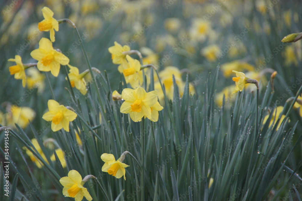 Obraz premium Daffodils 