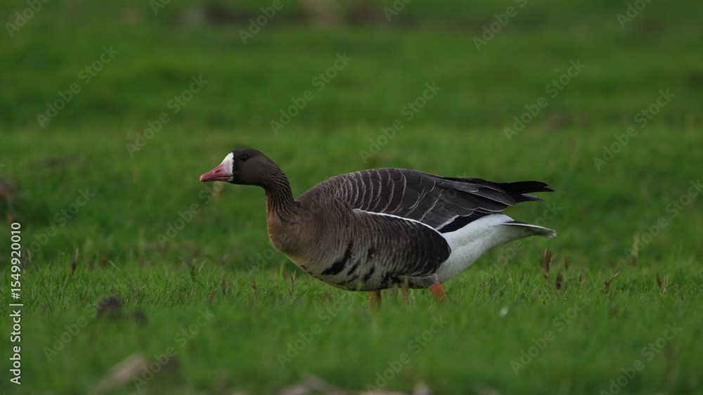 A greater white-fronted goose (Anser albifrons) walking through a meadow A greater white-fronted goose (Anser albifrons) walking through a meadow