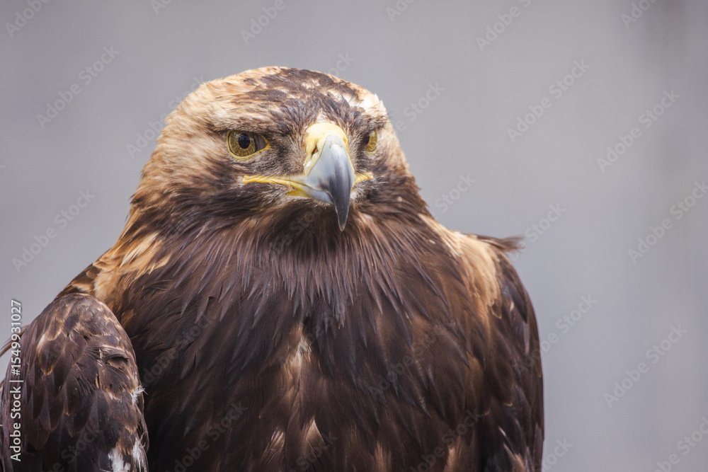 Golden eagle close-up portrait showing sharp beak and intense gaze against a neutral background Golden eagle close-up portrait showing sharp beak and intense gaze against a neutral background