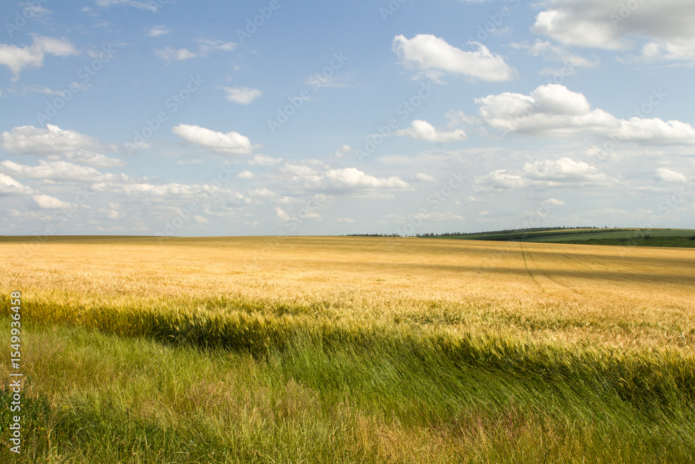Fototapeta premium A field of grass