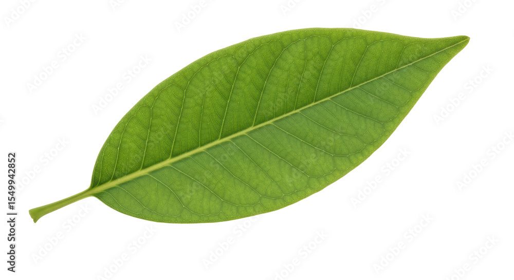 Obraz premium Isolated Green Leaf